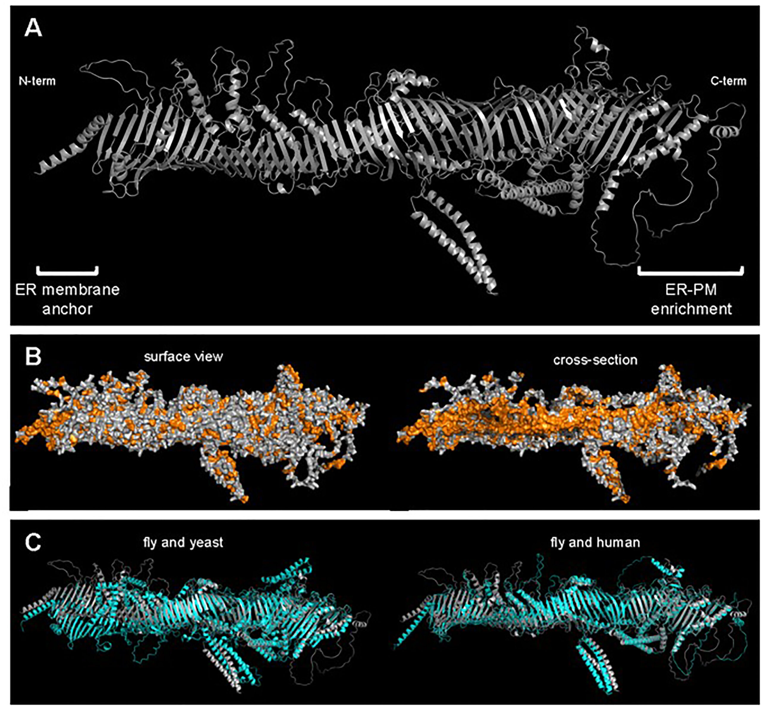 The predicted tube-like structure of Hobbit.