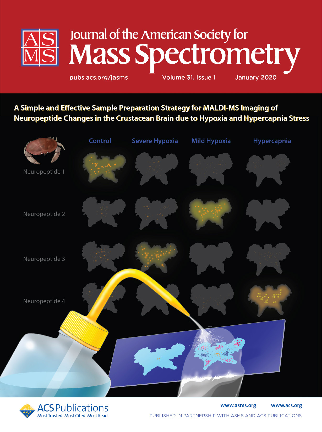 JASM-Hypoxia-cover Journal of the American Society for Mass Spectrometry Volume 31 Issue 1 cover
