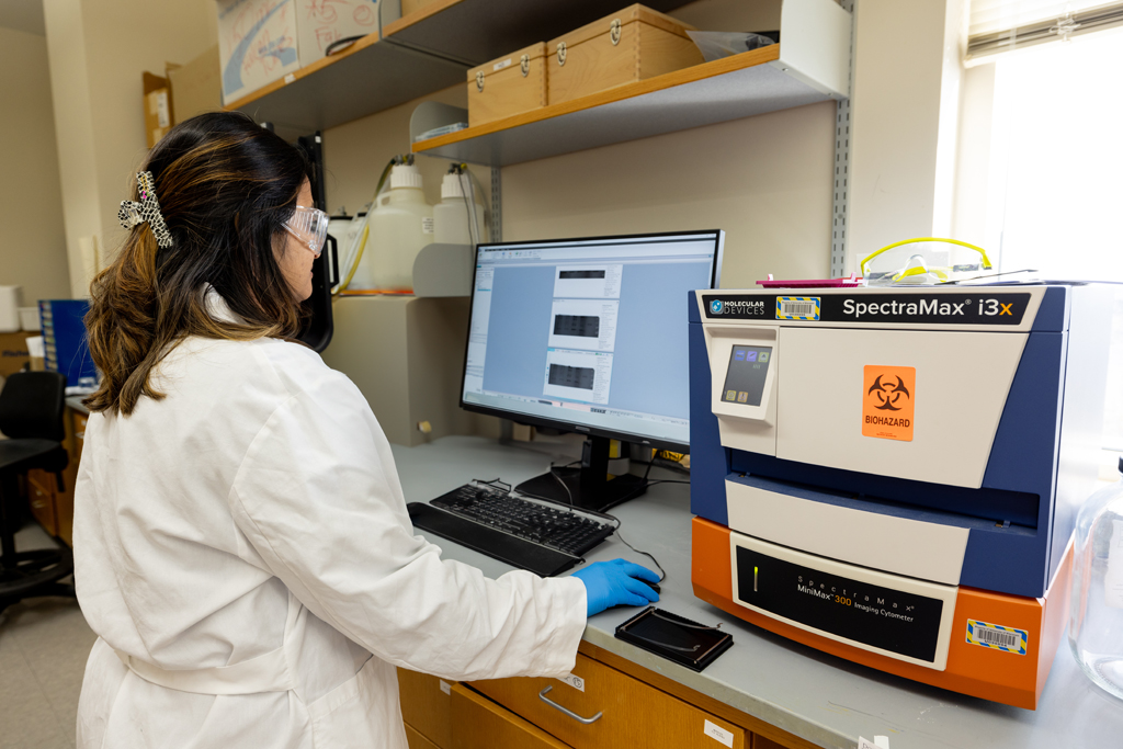 Riya Bhavsar, a technician in the Wenthur Lab, studies Western blot data.