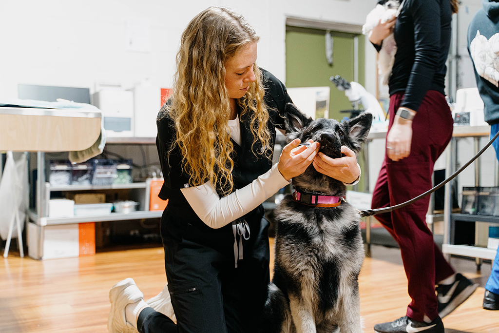 Sydney Weise administers an oral medication to a German shepherd.