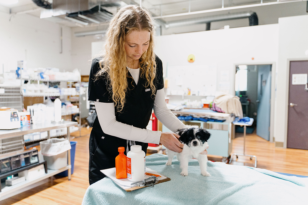 Sydney Weise works with a small black and white dog on an exam table.